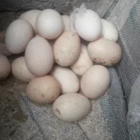 تخم مرغ امپراطور دونه ایی ۵۰ تومن