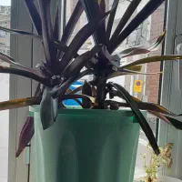 انواع گل  اپارتمانی و..