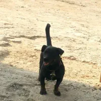 توله پیتبول|سگ|خمینی‌شهر, |دیوار