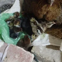 جوجه محلی 3روزه