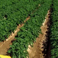 سیب زمینی سانتا