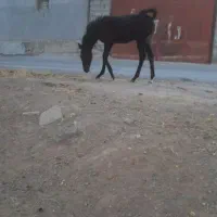 کره نریان ۵ماهه پرخون وسرودم گیر