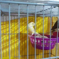 فناری جفت|پرنده|اردبیل, |دیوار