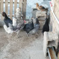 ۶ عدد مرغ گلین تخم کن ۲ عدد خروس گلین|حیوانات مزرعه|وحیدیه, |دیوار