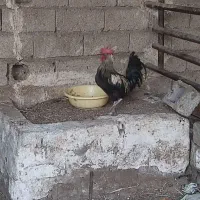 خروس درشت وجوان