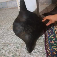 هیزه نو نو