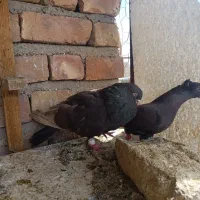 دسته ۹تایی بهبهونی،وجفتی بازیکن