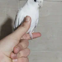 عروس هلندی البینو لوتینو|پرنده|کرج, حصارک پایین|دیوار