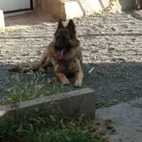 واگذاری سگ ژرمن