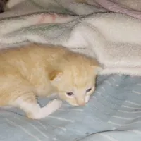 بچه گربه نارنجی مهربون