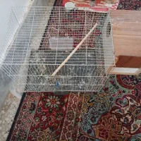 ملنگو واسکندر|پرنده|نهبندان, |دیوار