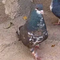 کفتر شهری خال شیش دونگ گل زرد بی نظیر