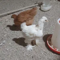 جوجه یکماه و نیم برهما