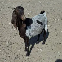 بز گلابی جوان