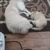 واگزاری طوله ماده اشپیتز|سگ|رشت, هلال احمر|دیوار