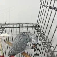 پرنده کاسکو