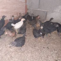 جوجه مرغ خروس جهادی بلک52روزه اکسنخورده پاینوبخون|حیوانات مزرعه|شاهرود, |دیوار