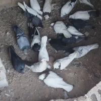 کبوتر فروش|پرنده|کارون, |دیوار