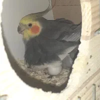 یک جفت عروس هلندی فوری فروشی|پرنده|رباطکریم, شهرک درخشان|دیوار