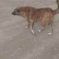 توله افغان|سگ|تایباد, |دیوار