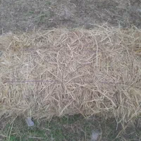 ۵۰ عدد علف ( سگ واش ) خشک شده و پرس شده با بیلر