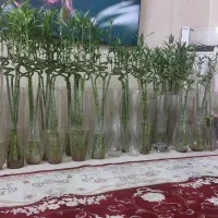 گلدان بلور بامبو قد۴۰تا۶۰سانت