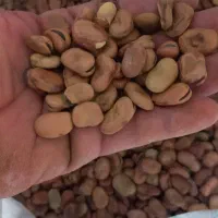 باقلا خشک