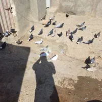 کفتر ۴۰|پرنده|شراء, |دیوار