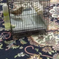 سهرخاکی شاه تخم رام