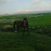 اسب مادیون با کره پنج ماهه نریون