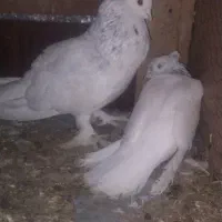 کبوتر با قفس دوطبقه