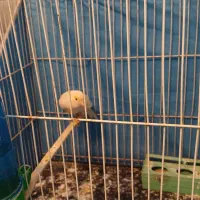 سهره و قناری نر و ماده|پرنده|ملایر, |دیوار