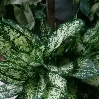 گلهای اپارتمانی باکیفیت وخاص|گل و گیاه طبیعی|سورک, |دیوار