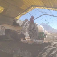 مرغ و خروس گیلین|حیوانات مزرعه|داران, |دیوار