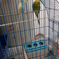 یک جفت مرغ عشق تخم گذار ۶۰۰تومان با قفس