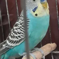 ۳۰عدد مرغ عشق