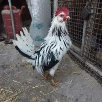 خروس گلین اصلسل