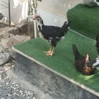 جوجه خروس گلین