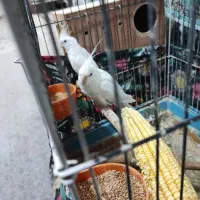 عروس هلندی البینو|پرنده|بندرعباس, |دیوار