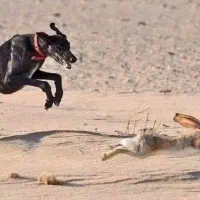 دانشجو هستم جویای کار