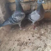 کبوتر یا کفتر