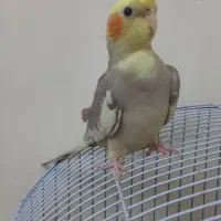 جوجه عروس هلندی