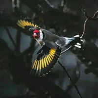 معاوضه با طوطی یا قناری