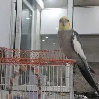 عروس هلندی سخنگو نر