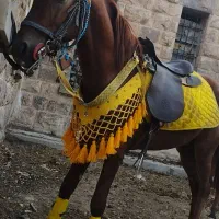 اسب کرد سالم دم گیر