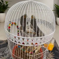 عروس هلندی