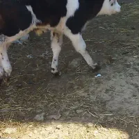 گاوو۲تاگوسالهسیمینتال|حیوانات مزرعه|فیروزآباد (فارس), |دیوار