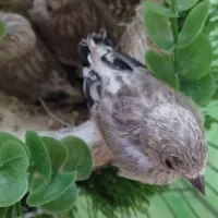 جوجه سهره|پرنده|خرمدره, |دیوار