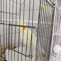 چهار عدد عروس هلندی خوب|پرنده|زارچ, |دیوار