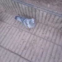 یک جفت کفتر ومرغ عشق|پرنده|سبزوار, قصبه غربی|دیوار